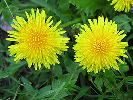 Paprastoji kiaulpienė (Taraxacum officinale)