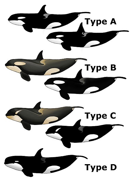 ไฟล์:Killer_Whale_Types.jpg