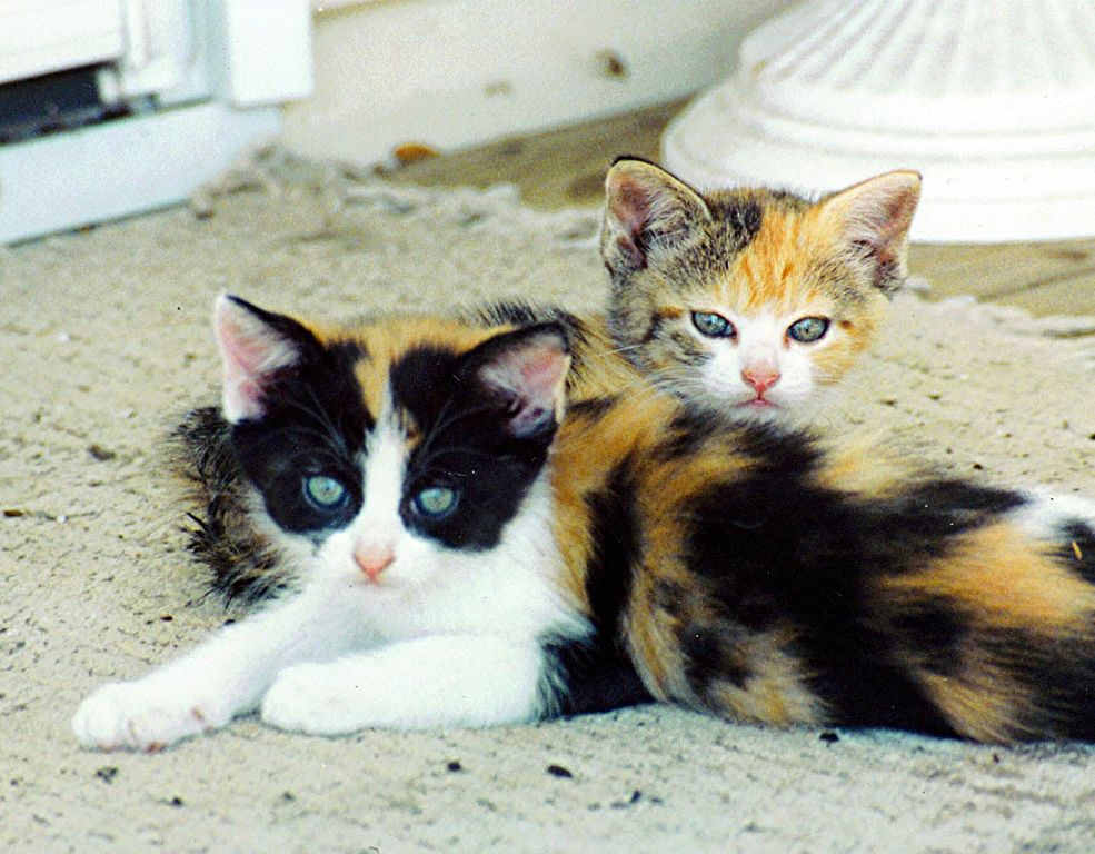 File:Kittens (1).jpg - Wikimedia Commons