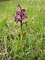 Anacamptis morio Austria - St. Bartholomä