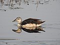 Knob-billed Duck Sarkidiornis melanotos female by Dr. Raju Kasambe DSCN2324 (4).jpg