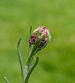 Knop van het rozenkransje (Antennaria dioica). Locatie, Tuinreservaat Jonker vallei.