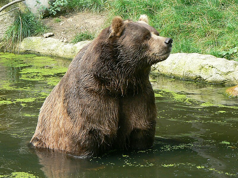 File:Kodiak bear ursus.JPG