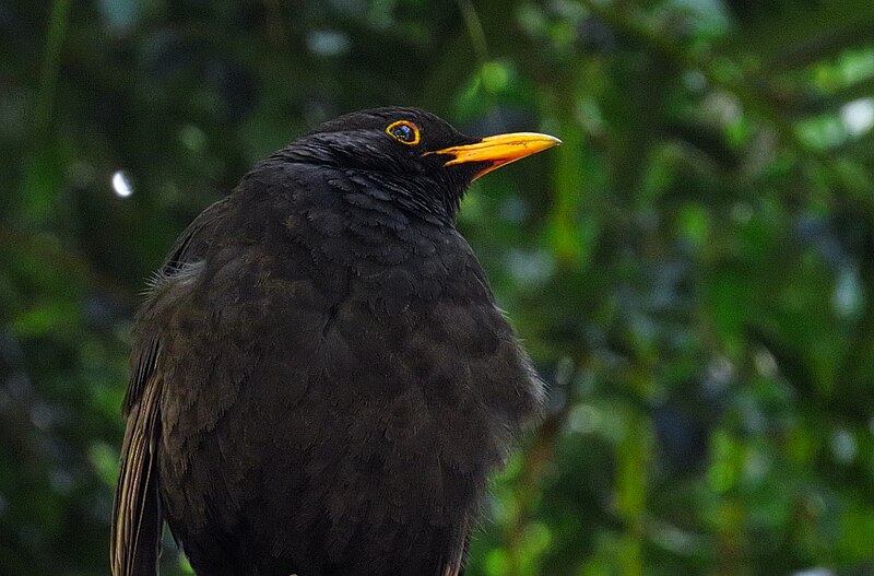 File:Koltrast Blackbird (19728686324).jpg