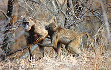 Chacma baboons have been observed to adopt orphaned young Krugermonkey2.jpg