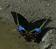 National Butterfly of Nepal