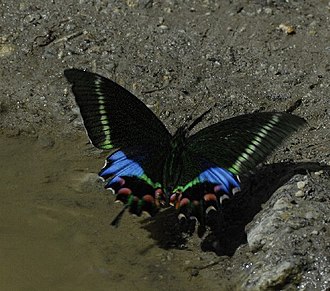 Papilio krishna has been proposed as the national butterfly of Nepal. Krishna Peacock - Alka Vaidya.jpg