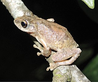 <i>Kurixalus lenquanensis</i> Species of frog