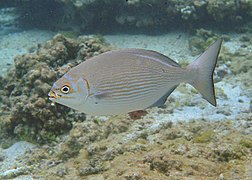 Une saupe grise à lignes jaunes (Kyphosus vaigiensis)