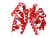 LXRa-RXR whole structure.png
