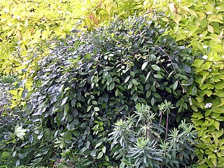 <i>Ulmus alata</i> Lace Parasol Elm cultivar