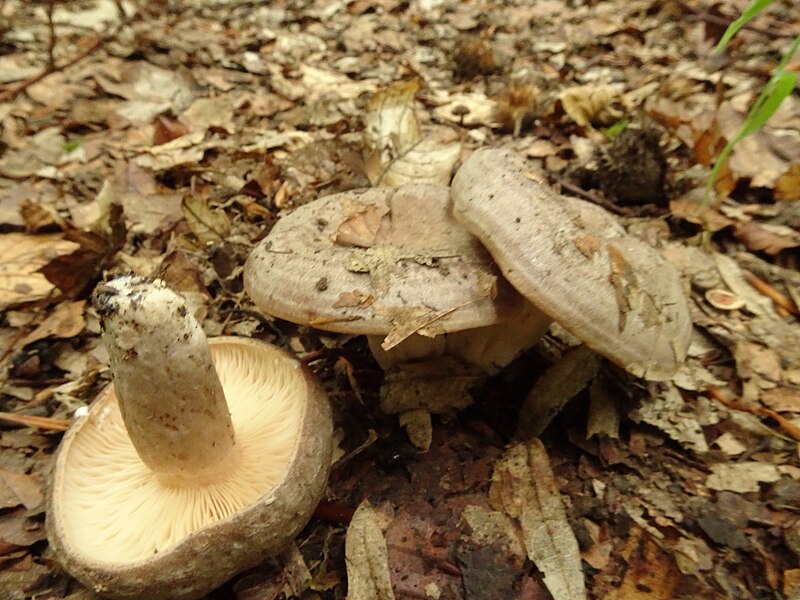 File:Lactarius sp. (36293301536).jpg