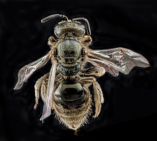 <i>Lasioglossum lineatulum</i>