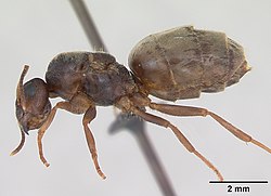 Lasius psammophilus casent0172728 profilet 1. jpg