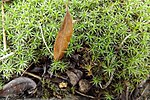 Miniatuur voor Bestand:Latortető, egy növény a sziklákon.jpg
