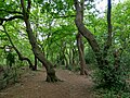 Pathway through the Lesnes Abbey Woods, Abbey Wood.