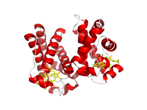 Leghemoglobin A from a soybean (PDB: 1BIN) Leghemoglobin A.png