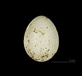 Egg of L. l. calipyga MHNT
