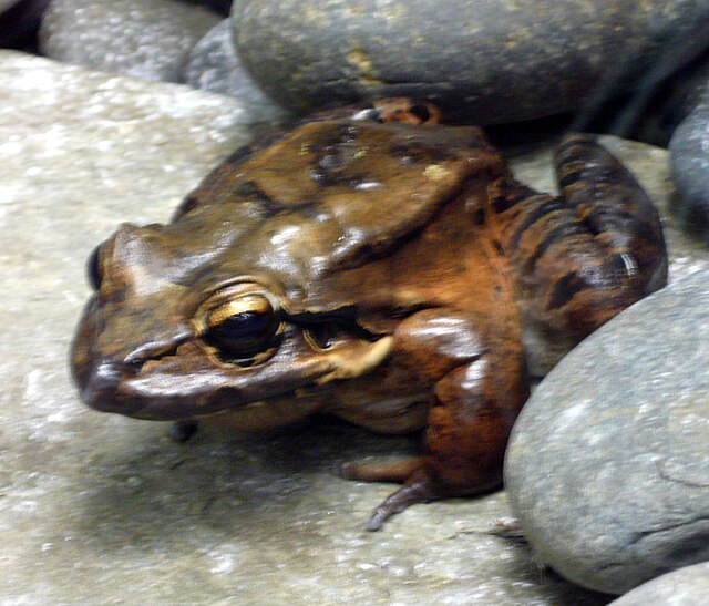 Description de l'image Leptodactylus fallax (2).jpg.