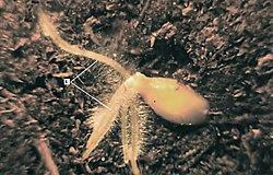 White worm beetle feeding on grain cereal roots Les Plantes Cultivades. Cereals. Imatge 122.jpg