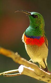 Southern double-collared sunbird Species of bird