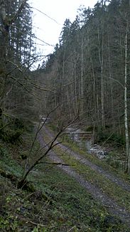 Lettenbach in the Lettenbach Forest