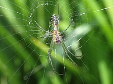 A ventral view of a mature female L. mariana in her web Leucauge mariana ventral view PC030104BESTVENT.jpg