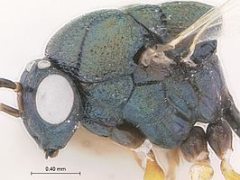 Leurocharis serricornis