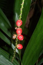 Miniatura para Parque nacional Nymboi-Binderay