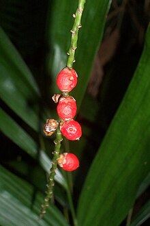 Linospadix monostachya Nymboi-Binderay National Park.jpg