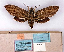 Lintneria pseudostigmatica (MS lectotype) (Meksika) (CMNH) kadın üst tarafı ve etiketleri.jpg