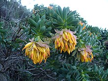 Liparia splendens flowers.jpg