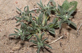 <i>Cryptantha minima</i> Species of flowering plant