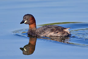 Beskrivelse av bildet Little grebe Zwergtaucher.jpg.