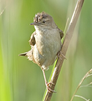 <span class="mw-page-title-main">Grass warbler</span> Genus of birds