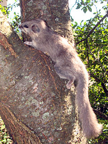 Glis Glis Wikipedia