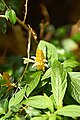 Lollipop Plant (Pachystachys lutea).