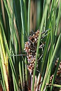 Lomandra confertifolia ssp rubiginosa seeds.jpg