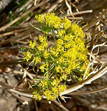 Lomatium parryi at Willow Spring, Red Rock Canyon, southern Nevada Lomatium parryi 8.jpg