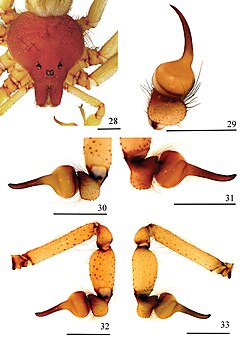 Description de l'image Loxosceles carinhanha (10.3897-zookeys.806.27404) Figures 28–33.jpg.