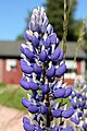 Lupinus angustifolius