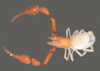Syarinidae Family of pseudoscorpions