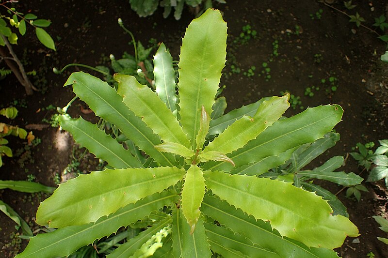 File:Macadamia ternifolia kz2.jpg