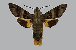 Macroglossum eichhorni