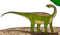 Magyarosaurus 04800.JPG