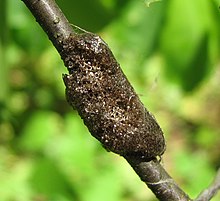 Egg mass on wild cherry Malacosoma americanum egg mass.jpg