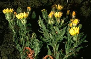 <i>Malacothrix squalida</i> Species of flowering plant