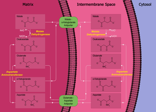 Malate-aspartate shuttle The process of transferring reducing equivalents from the cytosol into the mitochondria; NADH is used to synthesise malate in the cytosol; this compound is then transported into the mitochondria where it is converted to oxaloacetate using NADH, the o