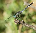 Miniatura para Orthetrum stemmale