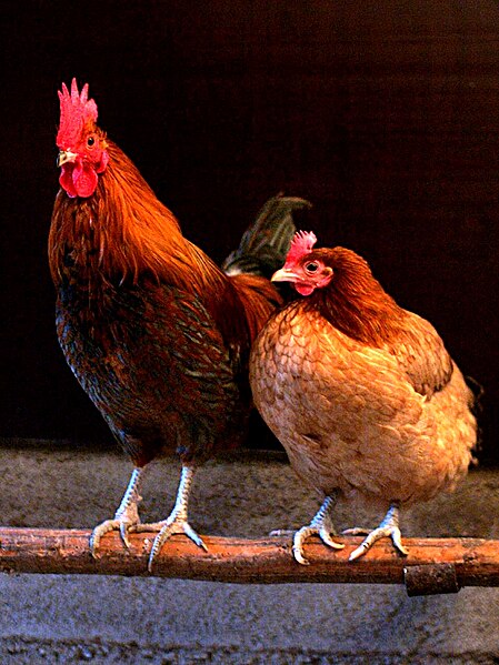 Image: Male and female chicken sitting together